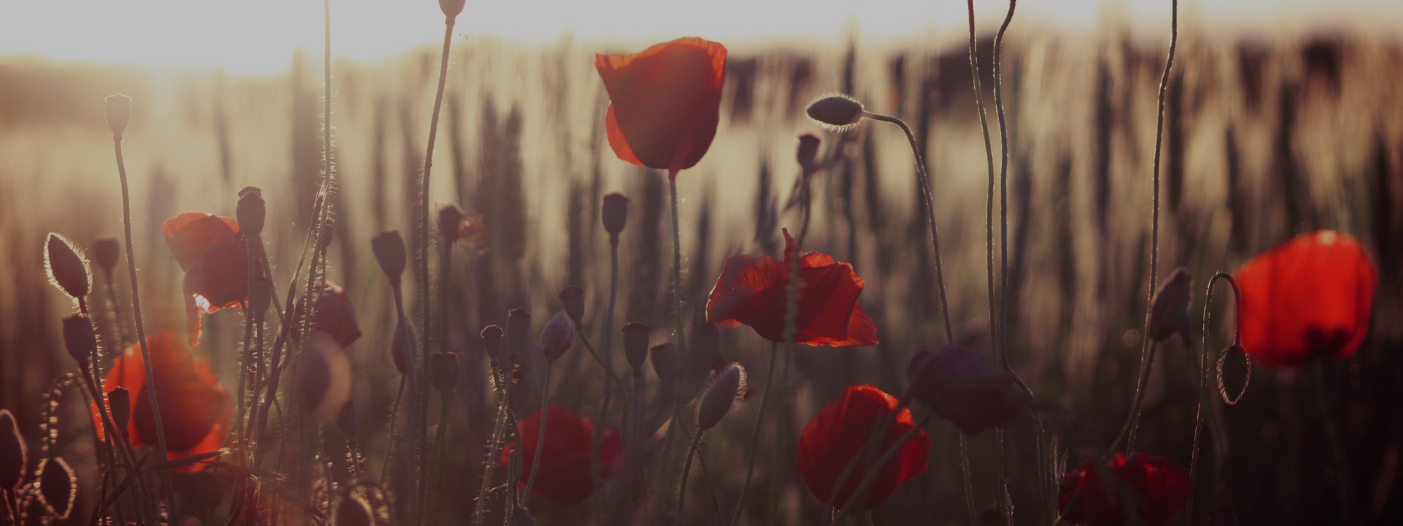 REMEMBRANCE DAY *Sunday 9th November @ 10.50am*More Details