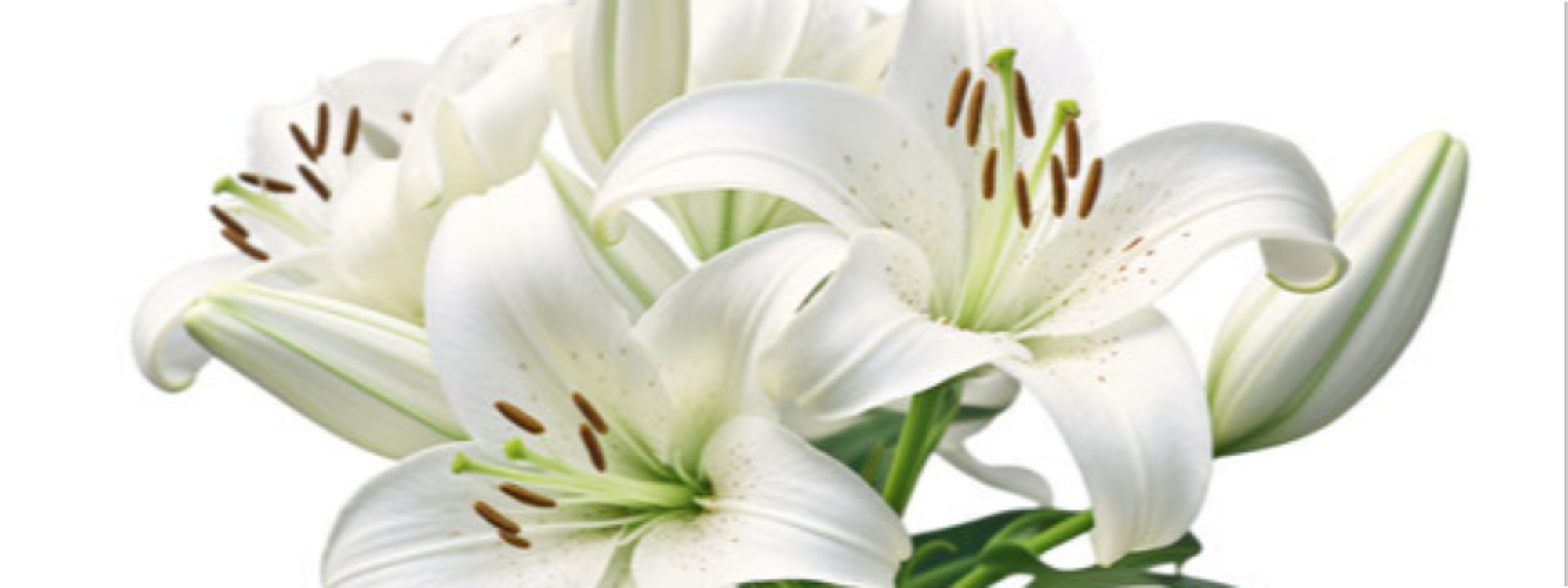 Service of Hope* Sunday 1st November @ 3.30pm*